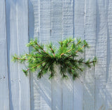 24" Austrian Weeping Pine Swag x24