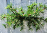 24" Austrian Weeping Pine Swag x24