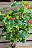 19" Faux Varigated Holly Bush