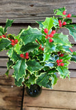 19" Faux Varigated Holly Bush