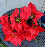 19" Red Poinsettia Bush x7 Heads