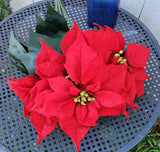 20" Silk Red Poinsettia Bush x7 Heads