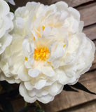 Large Head Silk Peony Bush x 5 Heads