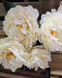 18" Large Peony Bush x 5