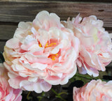 18" Large Peony Bush x 5