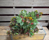 19" Mixed Holly Bush