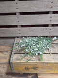Artifical Forget Me Not Bush Flocked