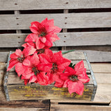 19" Red Poinsettia Bush X 7