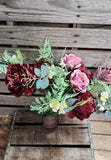 21" Burgundy Pink Peony Rose Bush x12