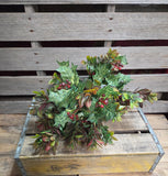 19" Mixed Holly Bush
