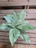 24" Velvet Wired Poinsettia Stem