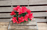 18" Color Fast Poinsettia Bush x9