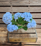 23" Blue Hydrangea Bush x5