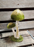 Mushroom Sitter