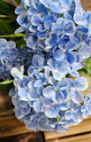 23" Blue Hydrangea Bush x5