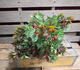 19" Mixed Holly Bush