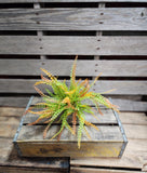 Fall Button Fern Bush