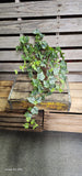 Veined Ivy Bush Weather Resistant