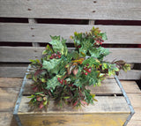19" Mixed Holly Bush