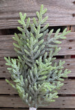 25" Norfolk Island Pine Stem