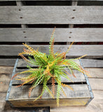 Fall Button Fern Bush