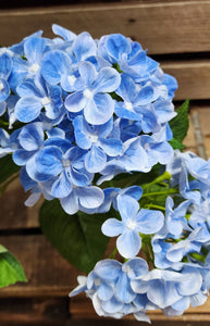 23" Blue Hydrangea Bush x5