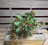 19" Mixed Holly Bush