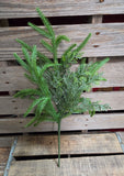 19" Faux Norfolk Pine and Cedar Stem