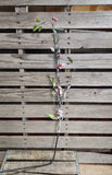 50" Flocked Branch with Berries