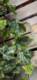 Veined Ivy Bush Weather Resistant