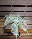 24" Flocked Fern Bush