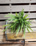 19" Plastic Button Fern Bush x7