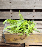 19" Plastic Fern Bush x9