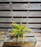 Fall Button Fern Bush