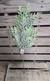 25" Norfolk Island Pine Stem