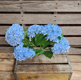 23" Blue Hydrangea Bush x5