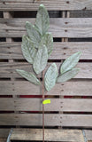 28" Iced Sage Magnolia Leaf Stem
