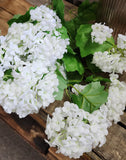 22" Snowball Hydrangea Bush