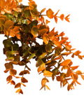 Fall Plastic Eucalyptus Garland