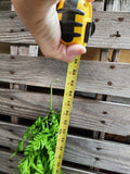 30" Green Fern Bush