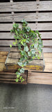 Veined Ivy Bush Weather Resistant