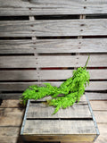 30" Green Fern Bush