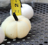 White and Cream Pumpkins