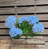 23" Blue Hydrangea Bush x5