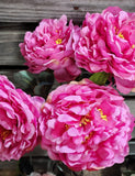 High Quality Peony Bush x 5 Heads