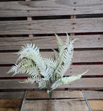 24" Flocked Fern Bush