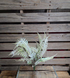 24" Flocked Fern Bush