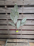 28" Iced Sage Magnolia Leaf Stem