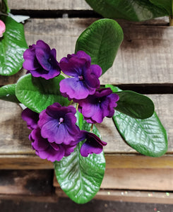 8" UV Protected African Violet Bush