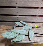 28" Iced Sage Magnolia Leaf Stem
